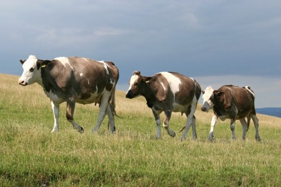 Follow the Herd
